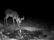 Kentucky deer hunting, western kentucky deer hunting, deer hunting, hunting, archery, Whitetail deer hunting, west ky whitetail hunting, kentucky whitetail outfitters, boone & crocket, food plots, deer food plots, chickory plots, lodging