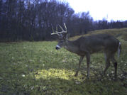 Kentucky deer hunting, western kentucky deer hunting, deer hunting, hunting, archery, Whitetail deer hunting, west ky whitetail hunting, kentucky whitetail outfitters, boone & crocket, food plots, deer food plots, chickory plots, lodging