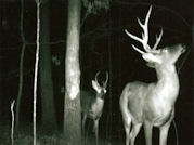 Kentucky deer hunting, western kentucky deer hunting, deer hunting, hunting, archery, Whitetail deer hunting, west ky whitetail hunting, kentucky whitetail outfitters, boone & crocket, food plots, deer food plots, chickory plots, lodging