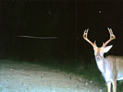 Kentucky deer hunting, western kentucky deer hunting, deer hunting, hunting, archery, Whitetail deer hunting, west ky whitetail hunting, kentucky whitetail outfitters, boone & crocket, food plots, deer food plots, chickory plots, lodging