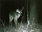 Kentucky deer hunting, western kentucky deer hunting, deer hunting, hunting, archery, Whitetail deer hunting, west ky whitetail hunting, kentucky whitetail outfitters, boone & crocket, food plots, deer food plots, chickory plots, lodging