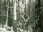 Kentucky deer hunting, western kentucky deer hunting, deer hunting, hunting, archery, Whitetail deer hunting, west ky whitetail hunting, kentucky whitetail outfitters, boone & crocket, food plots, deer food plots, chickory plots, lodging