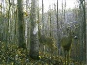 Kentucky deer hunting, western kentucky deer hunting, deer hunting, hunting, archery, Whitetail deer hunting, west ky whitetail hunting, kentucky whitetail outfitters, boone & crocket, food plots, deer food plots, chickory plots, lodging