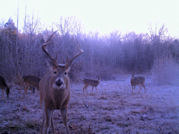 Kentucky deer hunting, western kentucky deer hunting, deer hunting, hunting, archery, Whitetail deer hunting, west ky whitetail hunting, kentucky whitetail outfitters, boone & crocket, food plots, deer food plots, chickory plots, lodging