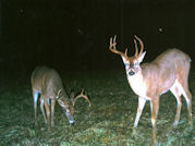 Kentucky deer hunting, western kentucky deer hunting, deer hunting, hunting, archery, Whitetail deer hunting, west ky whitetail hunting, kentucky whitetail outfitters, boone & crocket, food plots, deer food plots, chickory plots, lodging