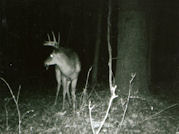 Kentucky deer hunting, western kentucky deer hunting, deer hunting, hunting, archery, Whitetail deer hunting, west ky whitetail hunting, kentucky whitetail outfitters, boone & crocket, food plots, deer food plots, chickory plots, lodging