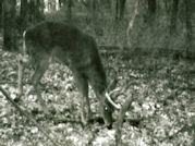 Kentucky deer hunting, western kentucky deer hunting, deer hunting, hunting, archery, Whitetail deer hunting, west ky whitetail hunting, kentucky whitetail outfitters, boone & crocket, food plots, deer food plots, chickory plots, lodging