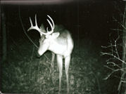 Kentucky deer hunting, western kentucky deer hunting, deer hunting, hunting, archery, Whitetail deer hunting, west ky whitetail hunting, kentucky whitetail outfitters, boone & crocket, food plots, deer food plots, chickory plots, lodging