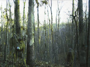 Kentucky deer hunting, western kentucky deer hunting, deer hunting, hunting, archery, Whitetail deer hunting, west ky whitetail hunting, kentucky whitetail outfitters, boone & crocket, food plots, deer food plots, chickory plots, lodging