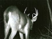 Kentucky deer hunting, western kentucky deer hunting, deer hunting, hunting, archery, Whitetail deer hunting, west ky whitetail hunting, kentucky whitetail outfitters, boone & crocket, food plots, deer food plots, chickory plots, lodging
