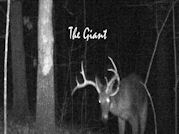 Kentucky deer hunting, western kentucky deer hunting, deer hunting, hunting, archery, Whitetail deer hunting, west ky whitetail hunting, kentucky whitetail outfitters, boone & crocket, food plots, deer food plots, chickory plots, lodging