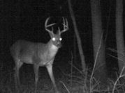 Kentucky deer hunting, western kentucky deer hunting, deer hunting, hunting, archery, Whitetail deer hunting, west ky whitetail hunting, kentucky whitetail outfitters, boone & crocket, food plots, deer food plots, chickory plots, lodging