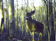 Kentucky deer hunting, western kentucky deer hunting, deer hunting, hunting, archery, Whitetail deer hunting, west ky whitetail hunting, kentucky whitetail outfitters, boone & crocket, food plots, deer food plots, chickory plots, lodging