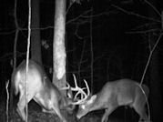 Kentucky deer hunting, western kentucky deer hunting, deer hunting, hunting, archery, Whitetail deer hunting, west ky whitetail hunting, kentucky whitetail outfitters, boone & crocket, food plots, deer food plots, chickory plots, lodging