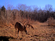 Kentucky deer hunting, western kentucky deer hunting, deer hunting, hunting, archery, Whitetail deer hunting, west ky whitetail hunting, kentucky whitetail outfitters, boone & crocket, food plots, deer food plots, chickory plots, lodging