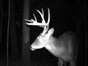 Kentucky deer hunting, western kentucky deer hunting, deer hunting, hunting, archery, Whitetail deer hunting, west ky whitetail hunting, kentucky whitetail outfitters, boone & crocket, food plots, deer food plots, chickory plots, lodging