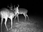 Kentucky deer hunting, western kentucky deer hunting, deer hunting, hunting, archery, Whitetail deer hunting, west ky whitetail hunting, kentucky whitetail outfitters, boone & crocket, food plots, deer food plots, chickory plots, lodging