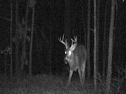 Kentucky deer hunting, western kentucky deer hunting, deer hunting, hunting, archery, Whitetail deer hunting, west ky whitetail hunting, kentucky whitetail outfitters, boone & crocket, food plots, deer food plots, chickory plots, lodging