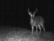 Kentucky deer hunting, western kentucky deer hunting, deer hunting, hunting, archery, Whitetail deer hunting, west ky whitetail hunting, kentucky whitetail outfitters, boone & crocket, food plots, deer food plots, chickory plots, lodging