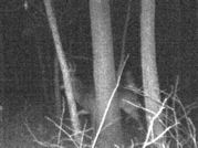 Kentucky deer hunting, western kentucky deer hunting, deer hunting, hunting, archery, Whitetail deer hunting, west ky whitetail hunting, kentucky whitetail outfitters, boone & crocket, food plots, deer food plots, chickory plots, lodging