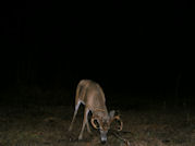 Kentucky deer hunting, western kentucky deer hunting, deer hunting, hunting, archery, Whitetail deer hunting, west ky whitetail hunting, kentucky whitetail outfitters, boone & crocket, food plots, deer food plots, chickory plots, lodging