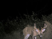 Kentucky deer hunting, western kentucky deer hunting, deer hunting, hunting, archery, Whitetail deer hunting, west ky whitetail hunting, kentucky whitetail outfitters, boone & crocket, food plots, deer food plots, chickory plots, lodging