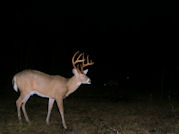 Kentucky deer hunting, western kentucky deer hunting, deer hunting, hunting, archery, Whitetail deer hunting, west ky whitetail hunting, kentucky whitetail outfitters, boone & crocket, food plots, deer food plots, chickory plots, lodging