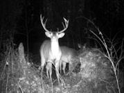 Kentucky deer hunting, western kentucky deer hunting, deer hunting, hunting, archery, Whitetail deer hunting, west ky whitetail hunting, kentucky whitetail outfitters, boone & crocket, food plots, deer food plots, chickory plots, lodging