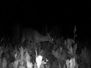 Kentucky deer hunting, western kentucky deer hunting, deer hunting, hunting, archery, Whitetail deer hunting, west ky whitetail hunting, kentucky whitetail outfitters, boone & crocket