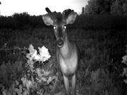 Kentucky deer hunting, western kentucky deer hunting, deer hunting, hunting, archery, Whitetail deer hunting, west ky whitetail hunting, kentucky whitetail outfitters, boone & crocket