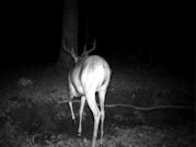 Kentucky deer hunting, western kentucky deer hunting, deer hunting, hunting, archery, Whitetail deer hunting, west ky whitetail hunting, kentucky whitetail outfitters, boone & crocket