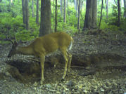 Kentucky deer hunting, western kentucky deer hunting, deer hunting, hunting, archery, Whitetail deer hunting, west ky whitetail hunting, kentucky whitetail outfitters, boone & crocket