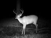 Kentucky deer hunting, western kentucky deer hunting, deer hunting, hunting, archery, Whitetail deer hunting, west ky whitetail hunting, kentucky whitetail outfitters, boone & crocket
