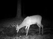 Kentucky deer hunting, western kentucky deer hunting, deer hunting, hunting, archery, Whitetail deer hunting, west ky whitetail hunting, kentucky whitetail outfitters, boone & crocket