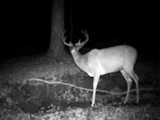 Kentucky deer hunting, western kentucky deer hunting, deer hunting, hunting, archery, Whitetail deer hunting, west ky whitetail hunting, kentucky whitetail outfitters, boone & crocket