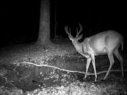 Kentucky deer hunting, western kentucky deer hunting, deer hunting, hunting, archery, Whitetail deer hunting, west ky whitetail hunting, kentucky whitetail outfitters, boone & crocket