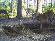 Kentucky deer hunting, western kentucky deer hunting, deer hunting, hunting, archery, Whitetail deer hunting, west ky whitetail hunting, kentucky whitetail outfitters, boone & crocket