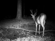 Kentucky deer hunting, western kentucky deer hunting, deer hunting, hunting, archery, Whitetail deer hunting, west ky whitetail hunting, kentucky whitetail outfitters, boone & crocket