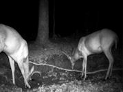 Kentucky deer hunting, western kentucky deer hunting, deer hunting, hunting, archery, Whitetail deer hunting, west ky whitetail hunting, kentucky whitetail outfitters, boone & crocket