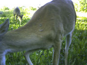 Kentucky deer hunting, western kentucky deer hunting, deer hunting, hunting, archery, Whitetail deer hunting, west ky whitetail hunting, kentucky whitetail outfitters, boone & crocket