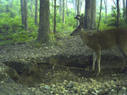 Kentucky deer hunting, western kentucky deer hunting, deer hunting, hunting, archery, Whitetail deer hunting, west ky whitetail hunting, kentucky whitetail outfitters, boone & crocket