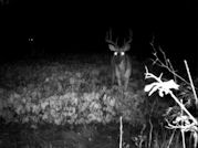 Kentucky deer hunting, western kentucky deer hunting, deer hunting, hunting, archery, Whitetail deer hunting, west ky whitetail hunting, kentucky whitetail outfitters, boone & crocket