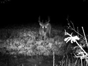 Kentucky deer hunting, western kentucky deer hunting, deer hunting, hunting, archery, Whitetail deer hunting, west ky whitetail hunting, kentucky whitetail outfitters, boone & crocket
