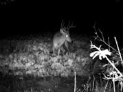 Kentucky deer hunting, western kentucky deer hunting, deer hunting, hunting, archery, Whitetail deer hunting, west ky whitetail hunting, kentucky whitetail outfitters, boone & crocket
