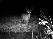 Kentucky deer hunting, western kentucky deer hunting, deer hunting, hunting, archery, Whitetail deer hunting, west ky whitetail hunting, kentucky whitetail outfitters, boone & crocket