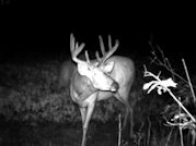 Kentucky deer hunting, western kentucky deer hunting, deer hunting, hunting, archery, Whitetail deer hunting, west ky whitetail hunting, kentucky whitetail outfitters, boone & crocket