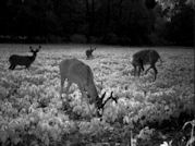 Kentucky deer hunting, western kentucky deer hunting, deer hunting, hunting, archery, Whitetail deer hunting, west ky whitetail hunting, kentucky whitetail outfitters, boone & crocket