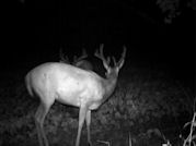 Kentucky deer hunting, western kentucky deer hunting, deer hunting, hunting, archery, Whitetail deer hunting, west ky whitetail hunting, kentucky whitetail outfitters, boone & crocket