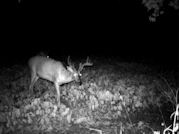 Kentucky deer hunting, western kentucky deer hunting, deer hunting, hunting, archery, Whitetail deer hunting, west ky whitetail hunting, kentucky whitetail outfitters, boone & crocket