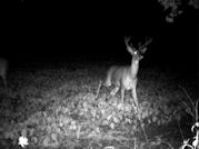Kentucky deer hunting, western kentucky deer hunting, deer hunting, hunting, archery, Whitetail deer hunting, west ky whitetail hunting, kentucky whitetail outfitters, boone & crocket